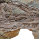 Image for article titled Hard evidence that giant tyrannosaurs were cuter than you ever thought possible